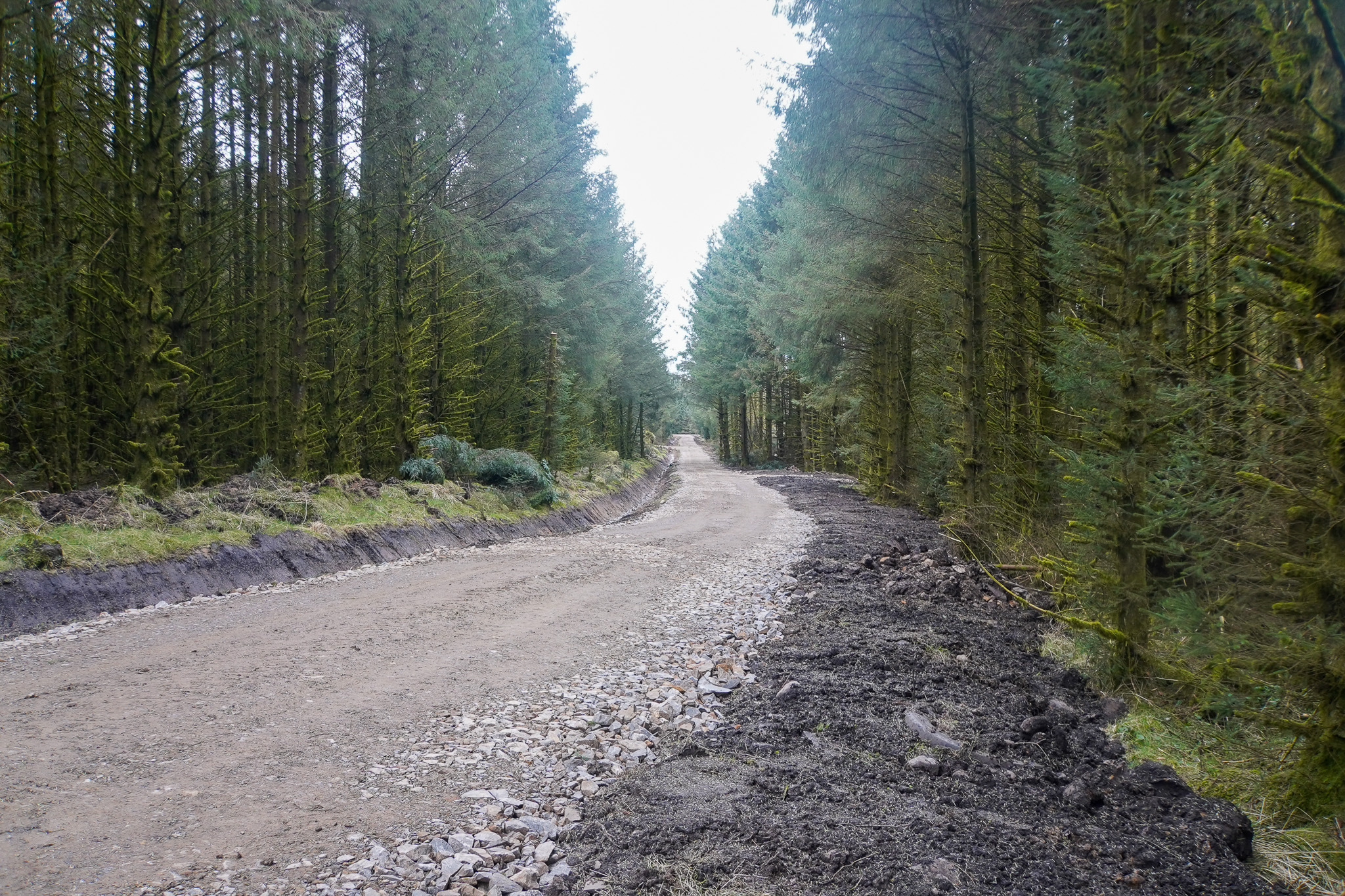 Peppermoss & Ringing Flow Forest Roads