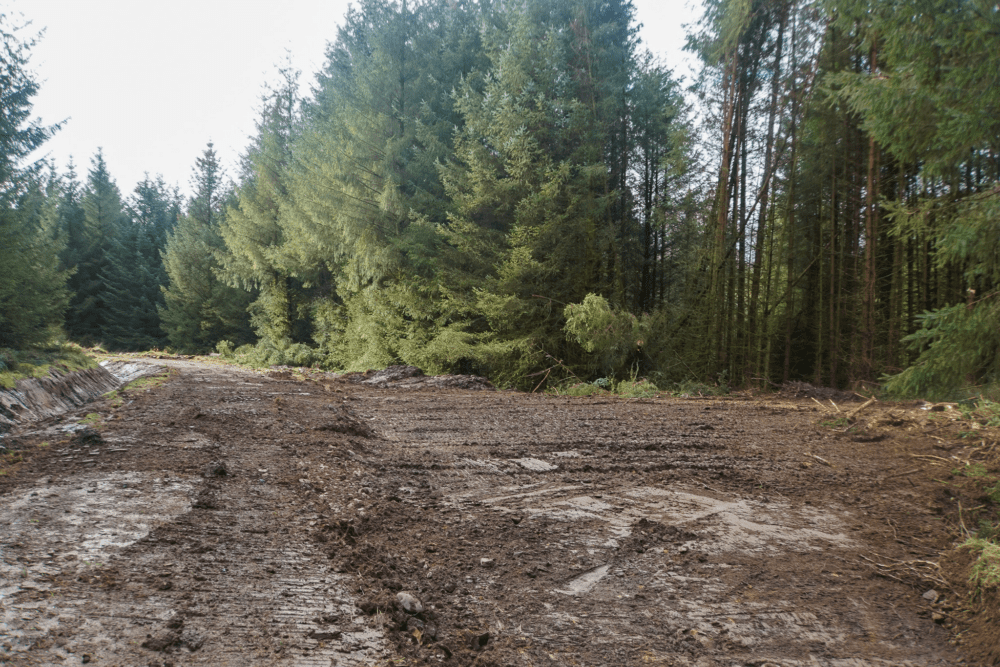 Peppermoss & Ringing Flow Forest Roads