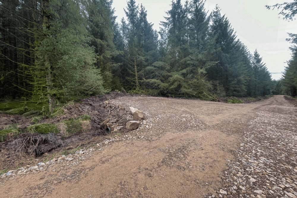 Peppermoss & Ringing Flow Forest Roads