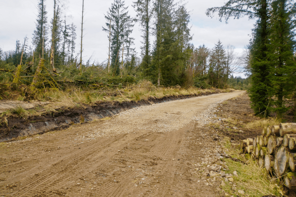 Peppermoss & Ringing Flow Forest Roads