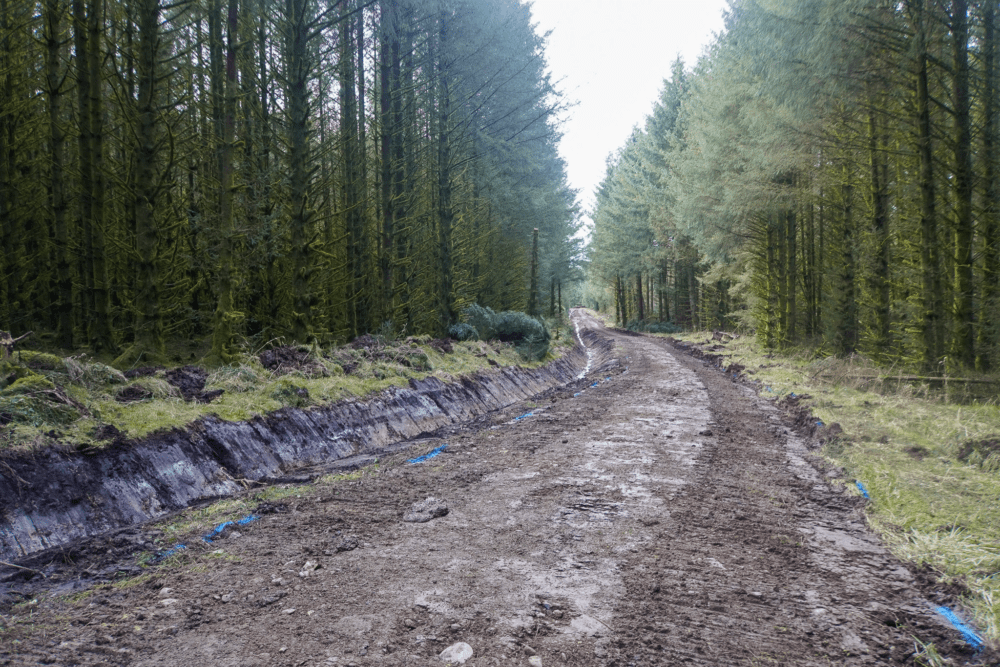 Peppermoss & Ringing Flow Forest Roads