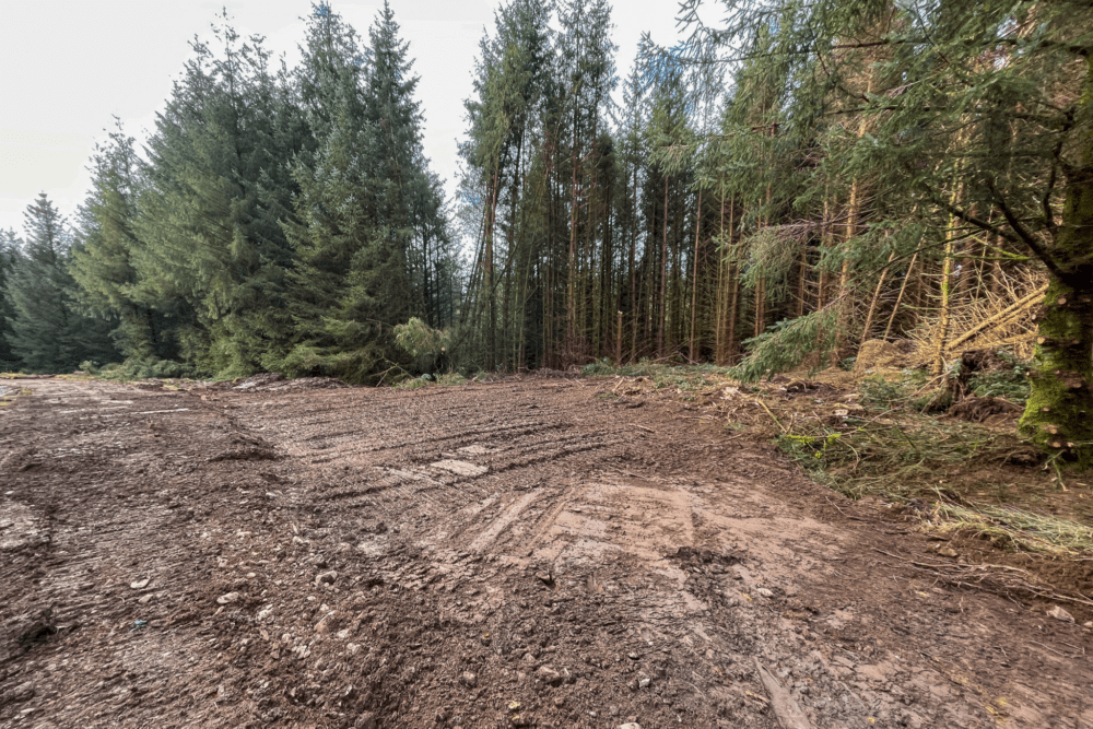 Peppermoss & Ringing Flow Forest Roads